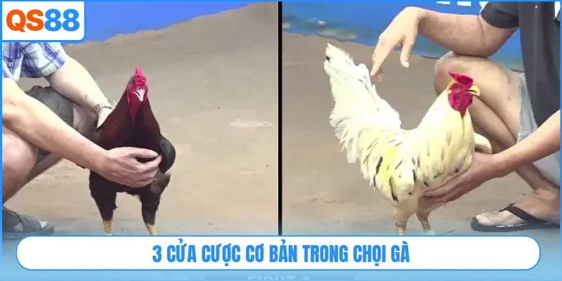 3 cửa cược cơ bản trong chọi gà