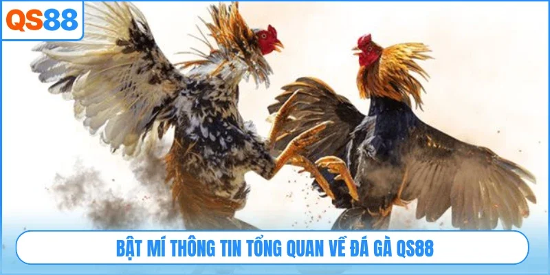 Bật mí thông tin tổng quan về đá gà QS88