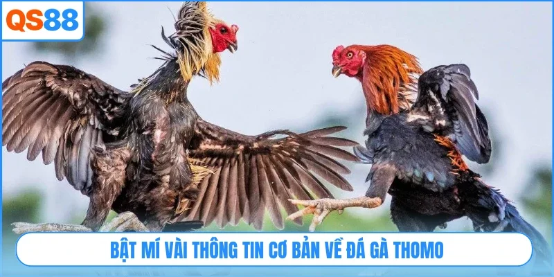 Bật mí vài thông tin cơ bản về đá gà Thomo