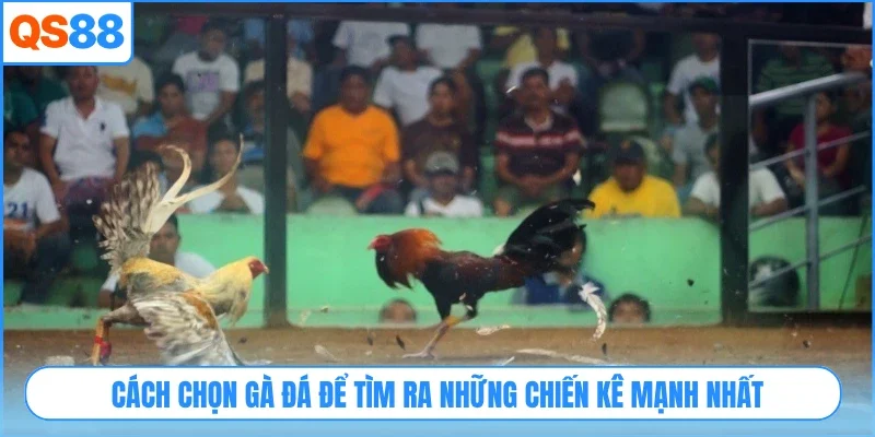Cách chọn gà đá để tìm ra những chiến kê mạnh nhất