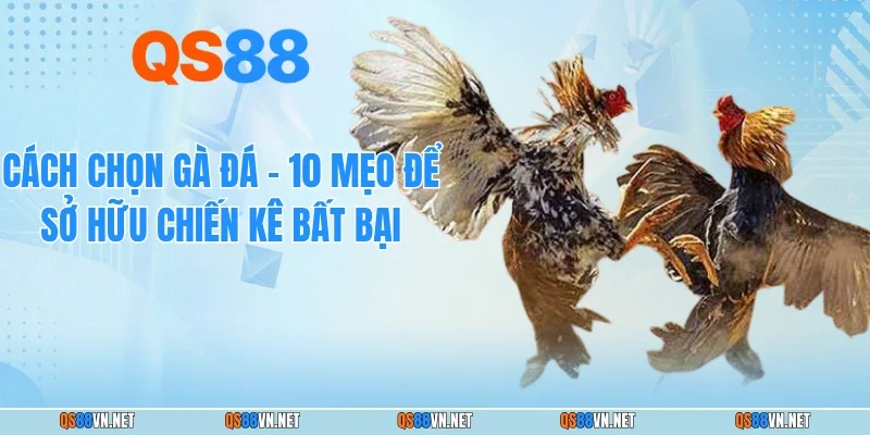 Cách Chọn Gà Đá - 10 Mẹo Để Sở Hữu Chiến Kê Bất Bại