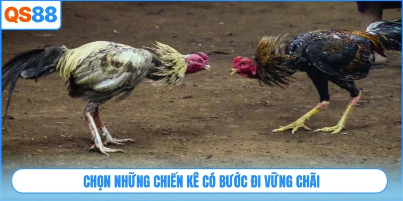 Chọn những chiến kê có bước đi vững chãi