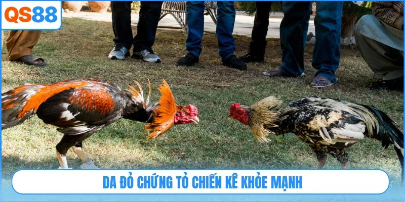 Da đỏ chứng tỏ chiến kê khỏe mạnh