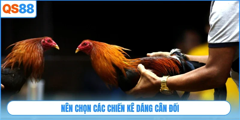 Nên chọn các chiến kê dáng cân đối