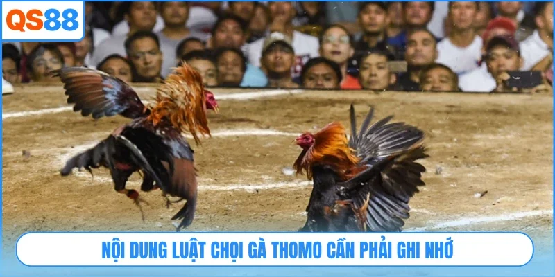 Nội dung luật chọi gà Thomo cần phải ghi nhớ